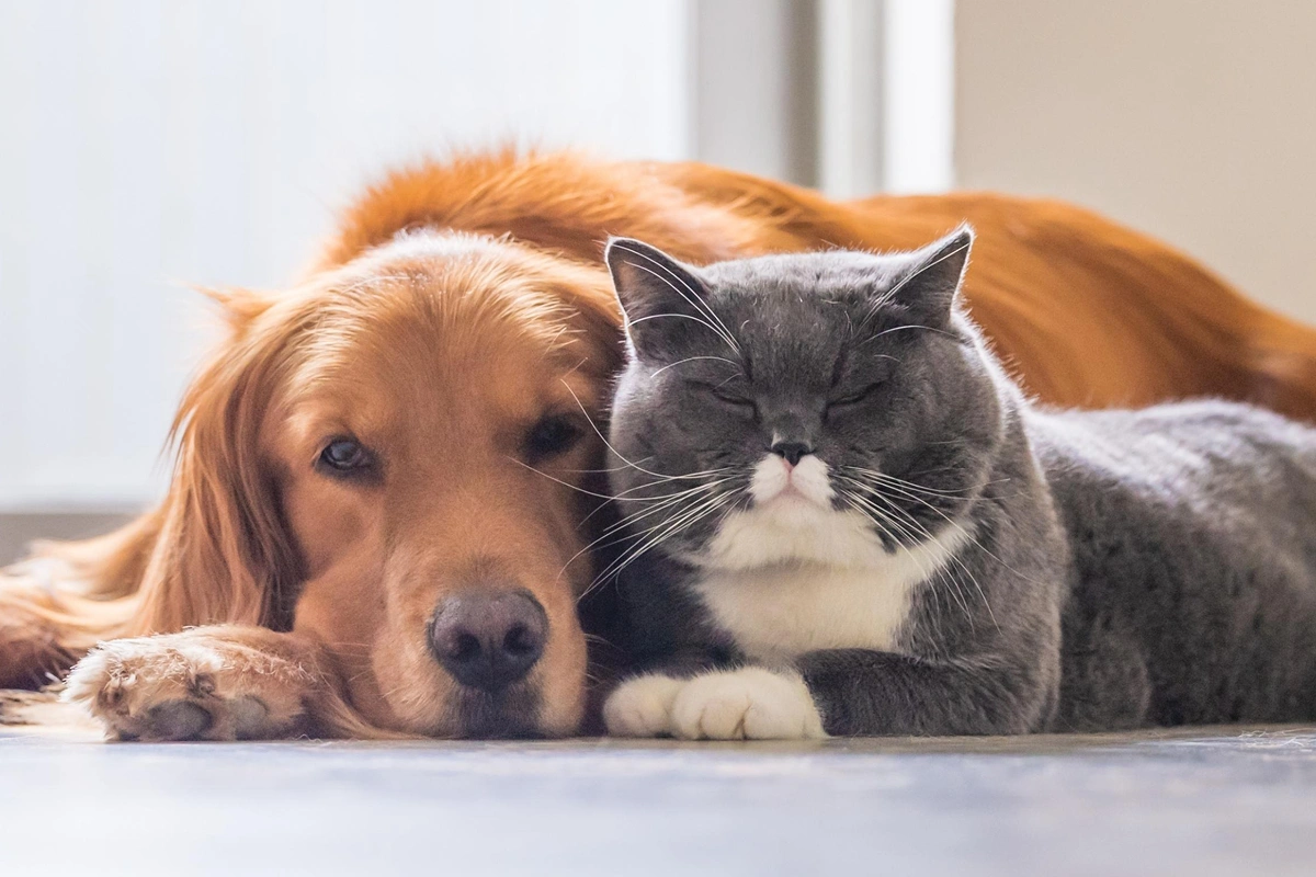 Canine Environmental Enrichment