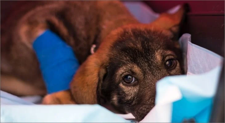 Canine Parvovirus (CPV)