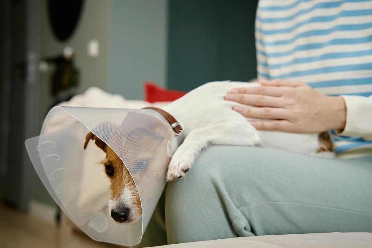 Deciding to Spay or Neuter Your Pet