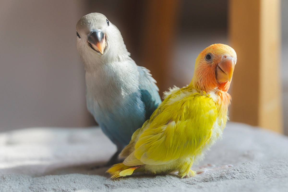 Does Your Bird Need a Blankie?