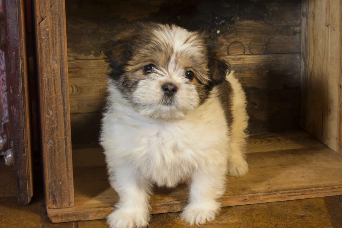 Does Your Young Dog or Puppy Have Pain or Lameness?