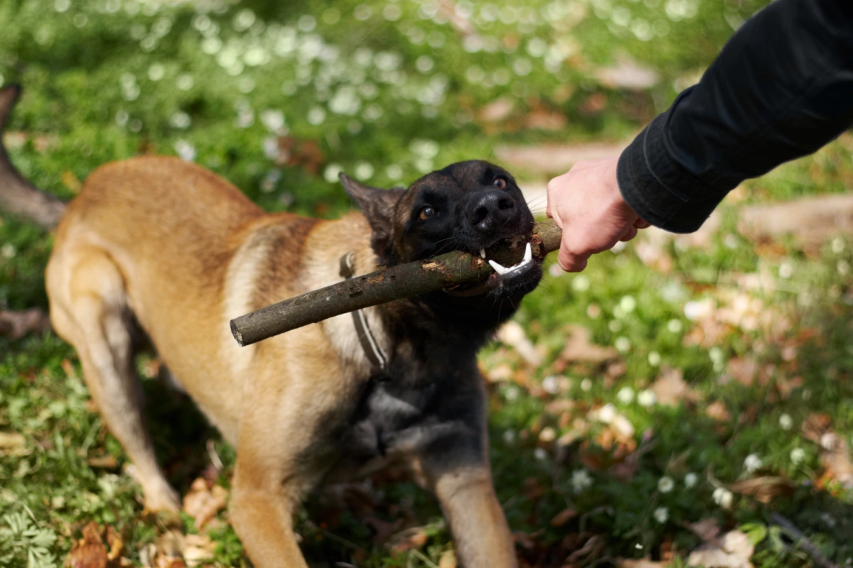 Dog Bite Prevention