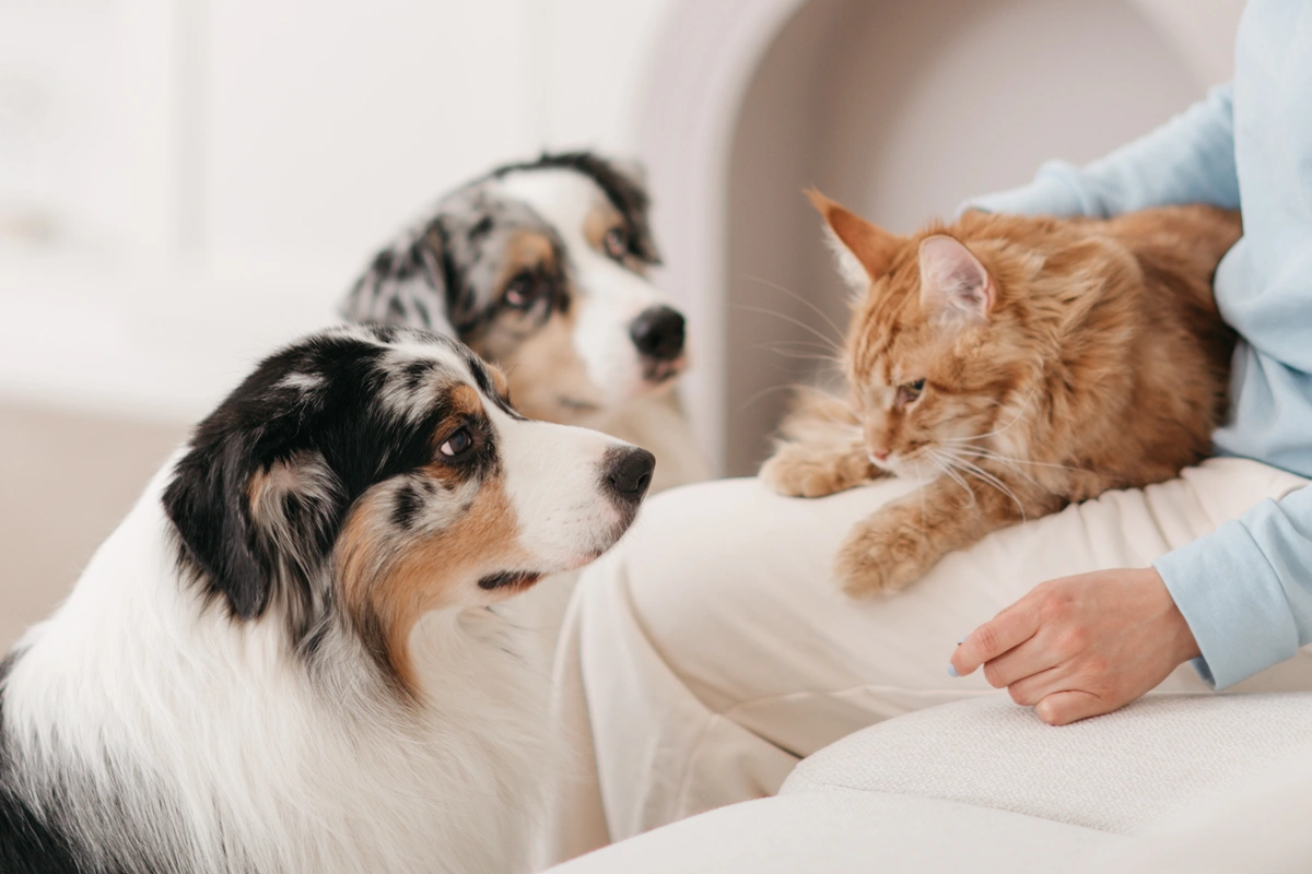 Don’t Delay Pet Care While You Surf For Answers