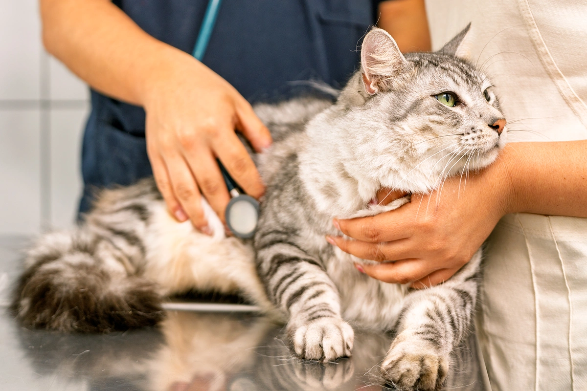 Feeling Apprehensive About Pet Treatment Involving Anesthesia?