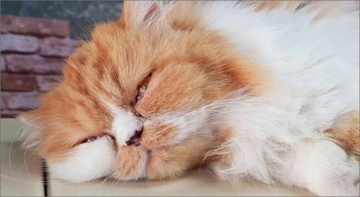 Feline Distemper