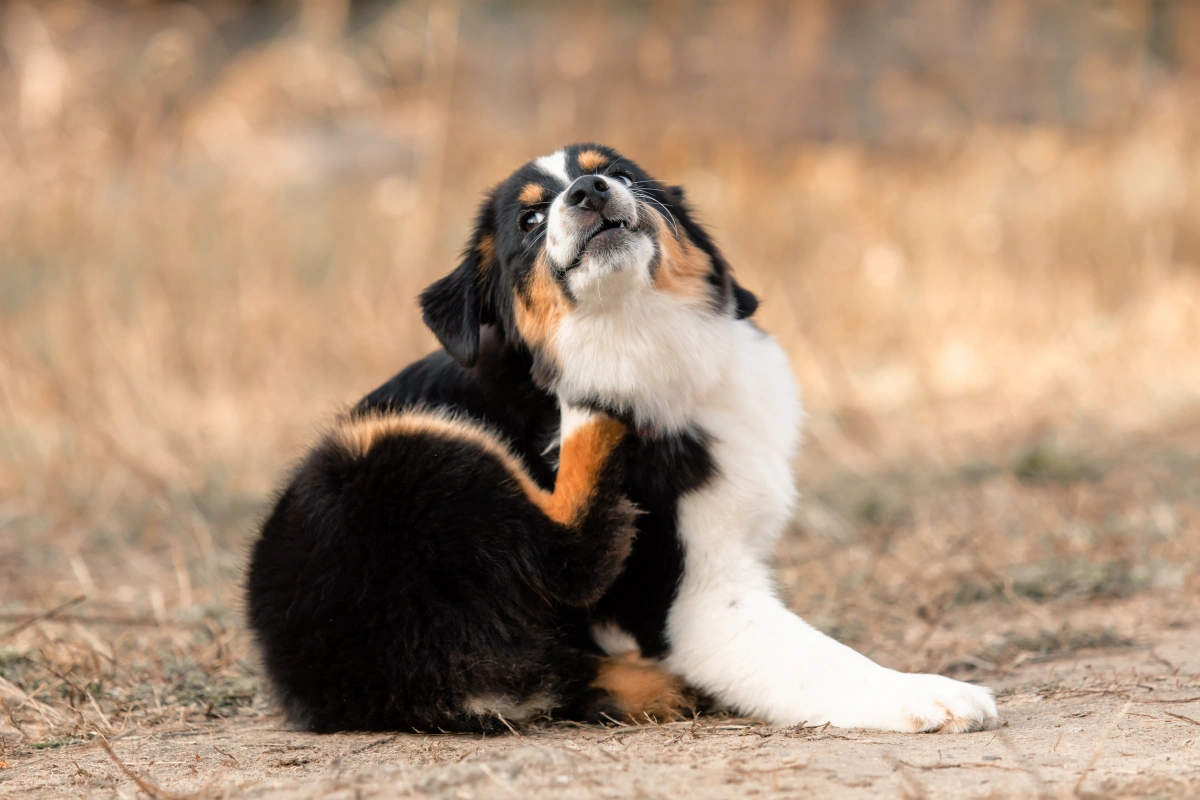 Flea Preventative Medications: Oral vs. Topical