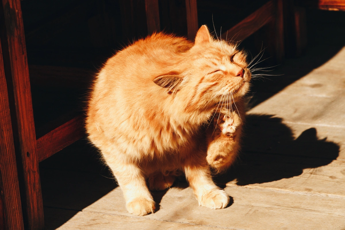 Fleas, the Frustrating Pest