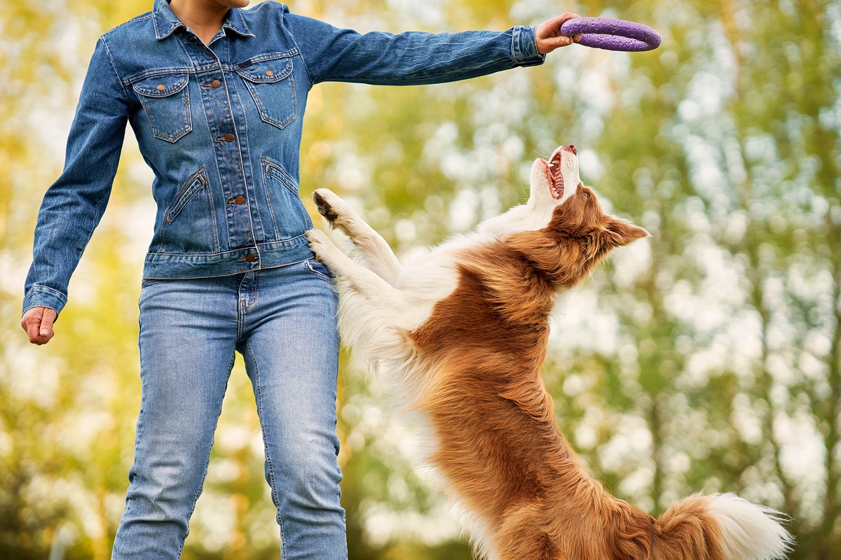 Get Down With Your Dog