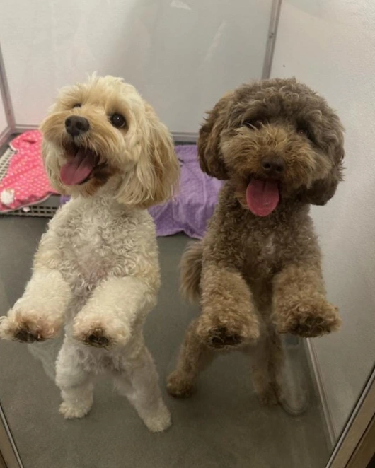 Grooming Services