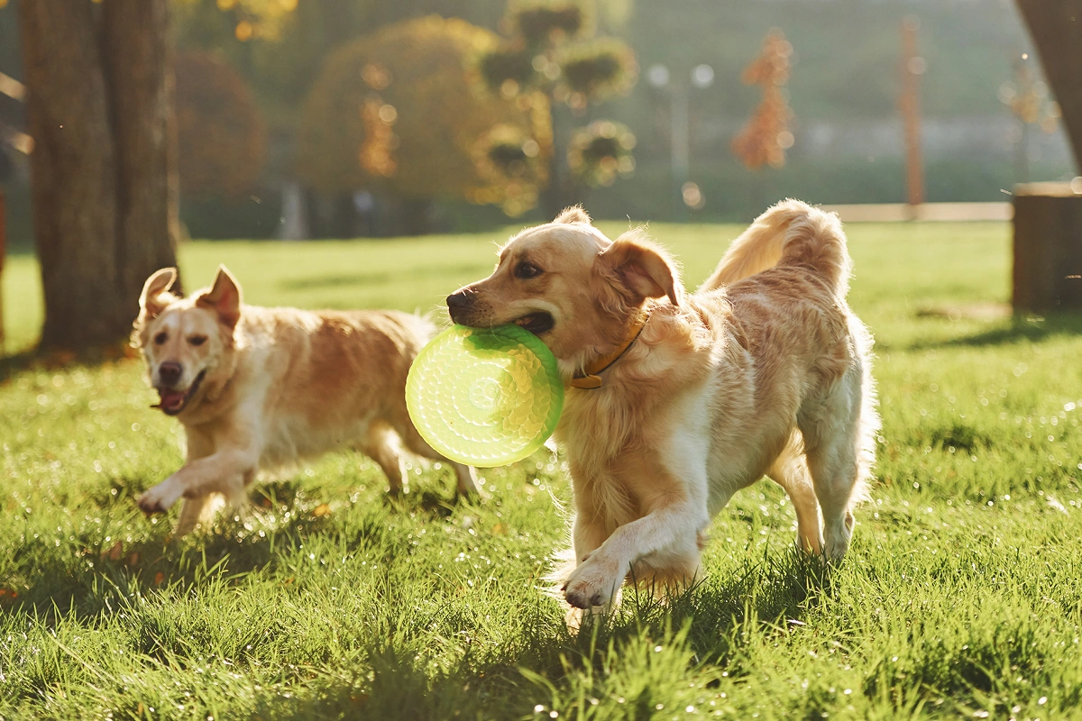 Having a Positive Experience at the Dog Park
