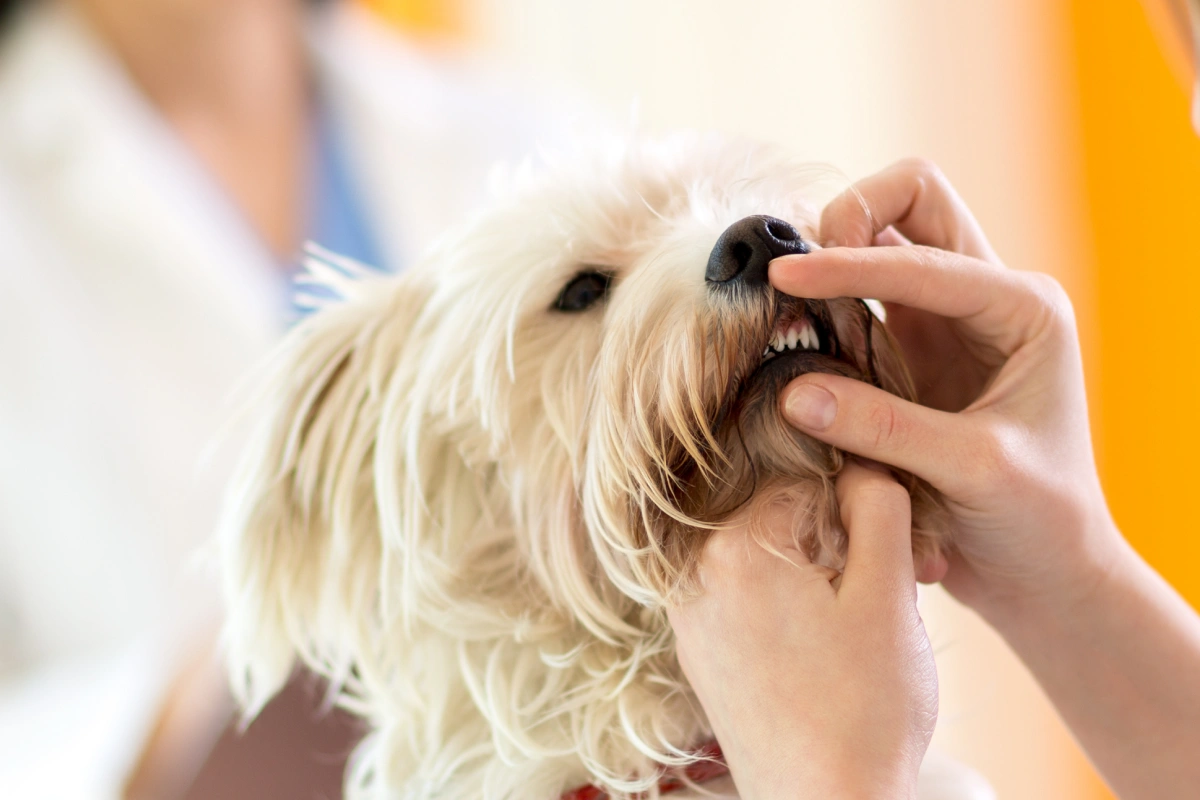 How to Clean Your Pet’s Teeth