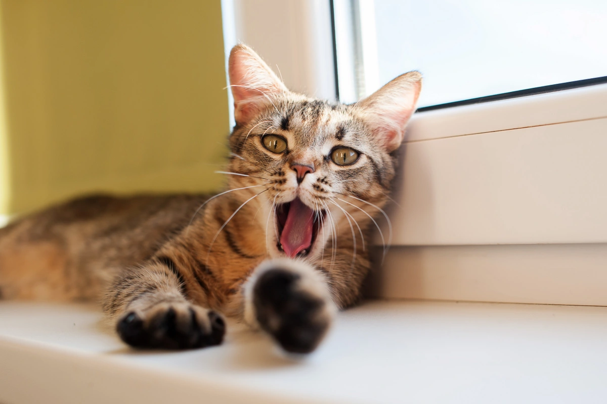 How to Control Bad Breath in Pets: Tips & Tricks