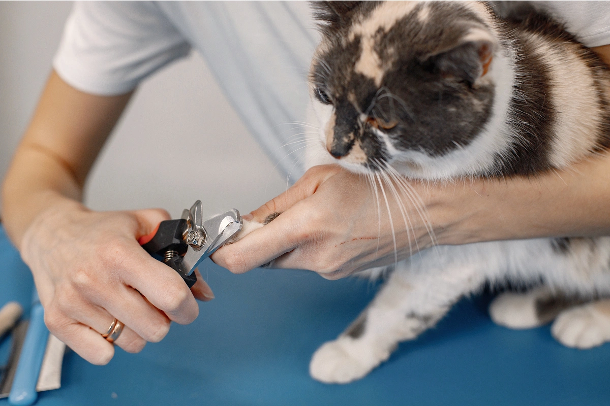 How to Take Care of Your Pet’s Nails