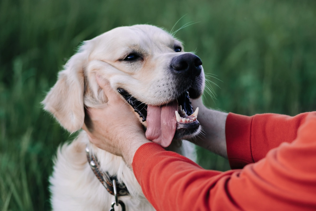 Internet Reunites Lost Pets and Owners