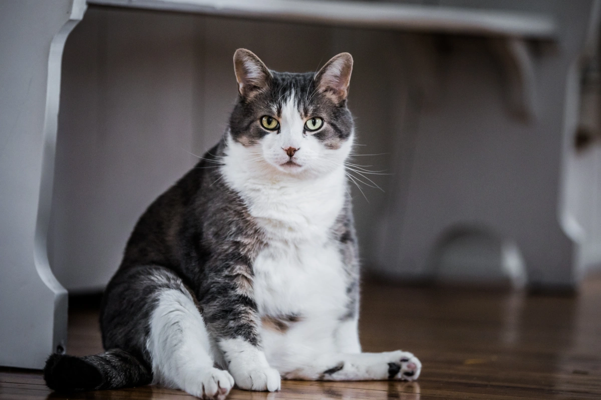 Is Your Pet Overweight?