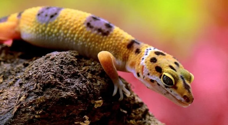 Leopard Geckos
