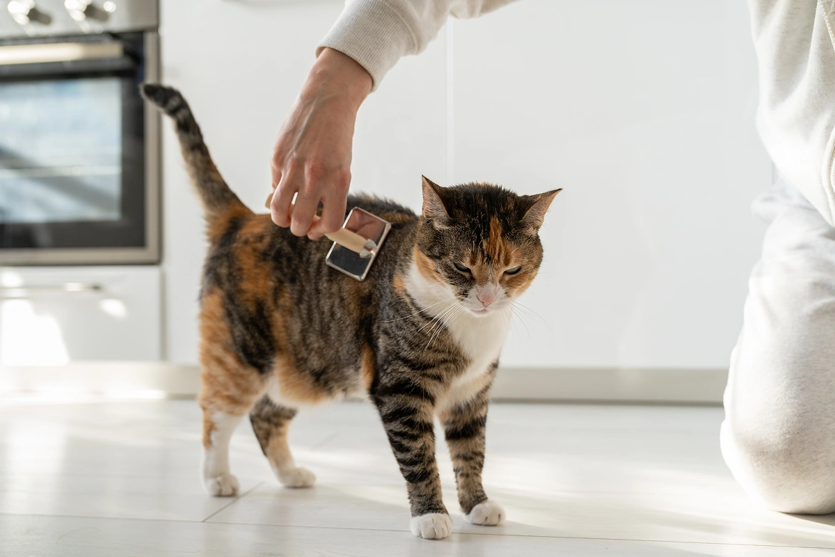 Microchipping Your Pet