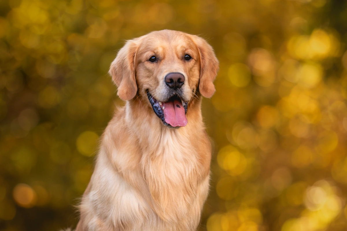 Natural Stress Relief for Pets