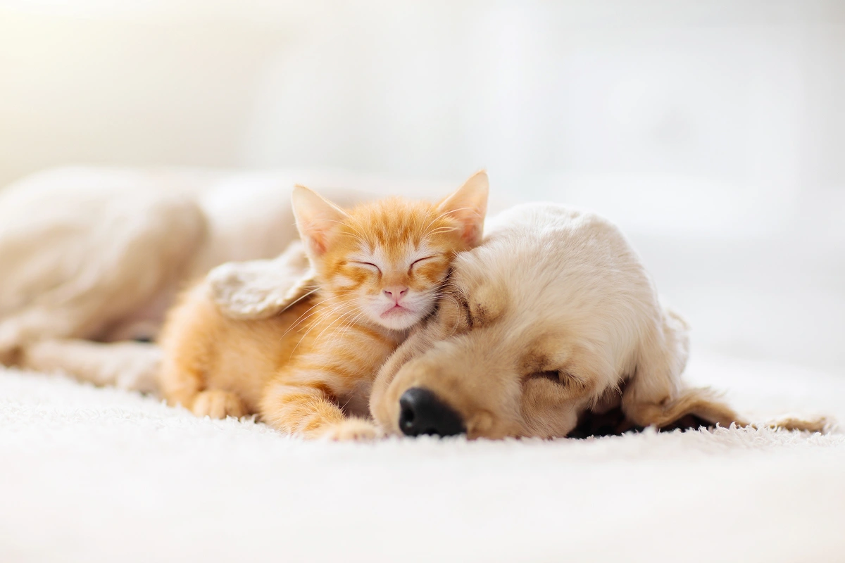 Pet Insurance Explained