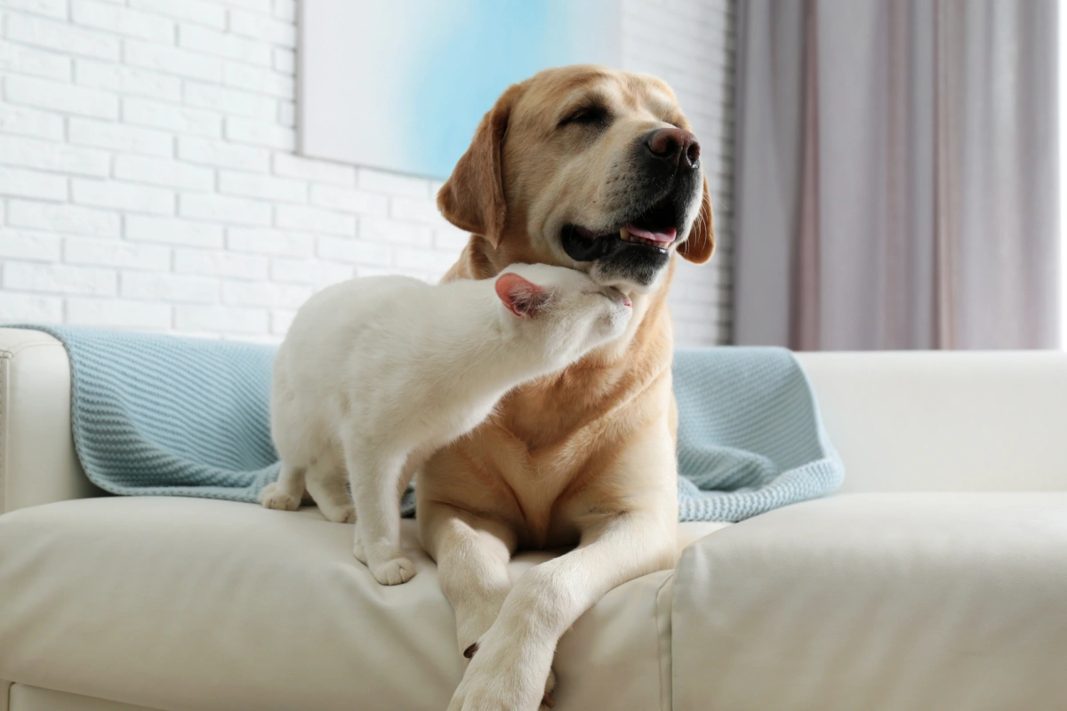 Pets With Benefits