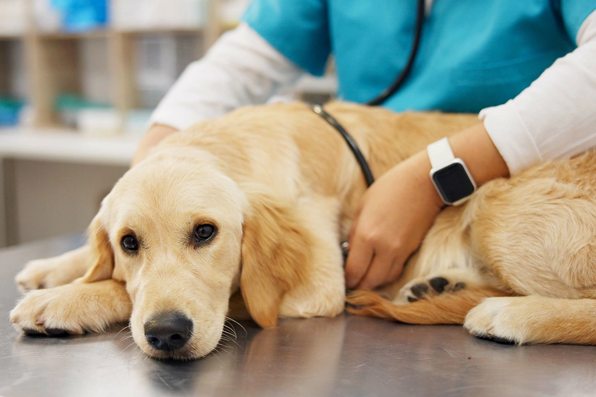 Planning for Your Dog’s Health Care