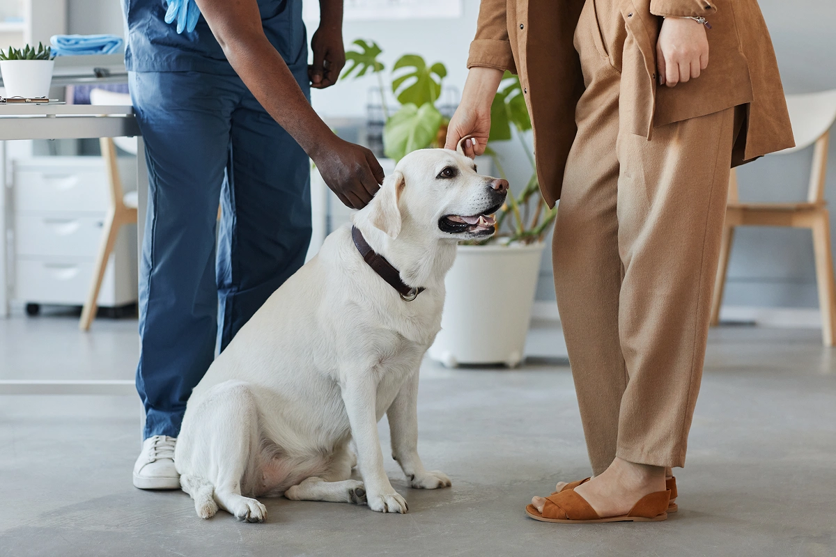 Preparing for Your Next Vet Visit
