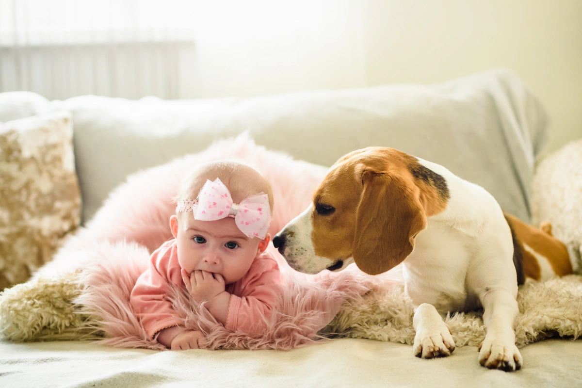 Preparing Your Pet for the Arrival of a New baby