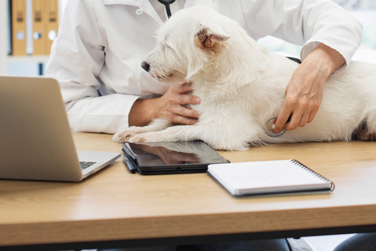 Questions to Ask When Considering Which Pet Health Insurance to Buy