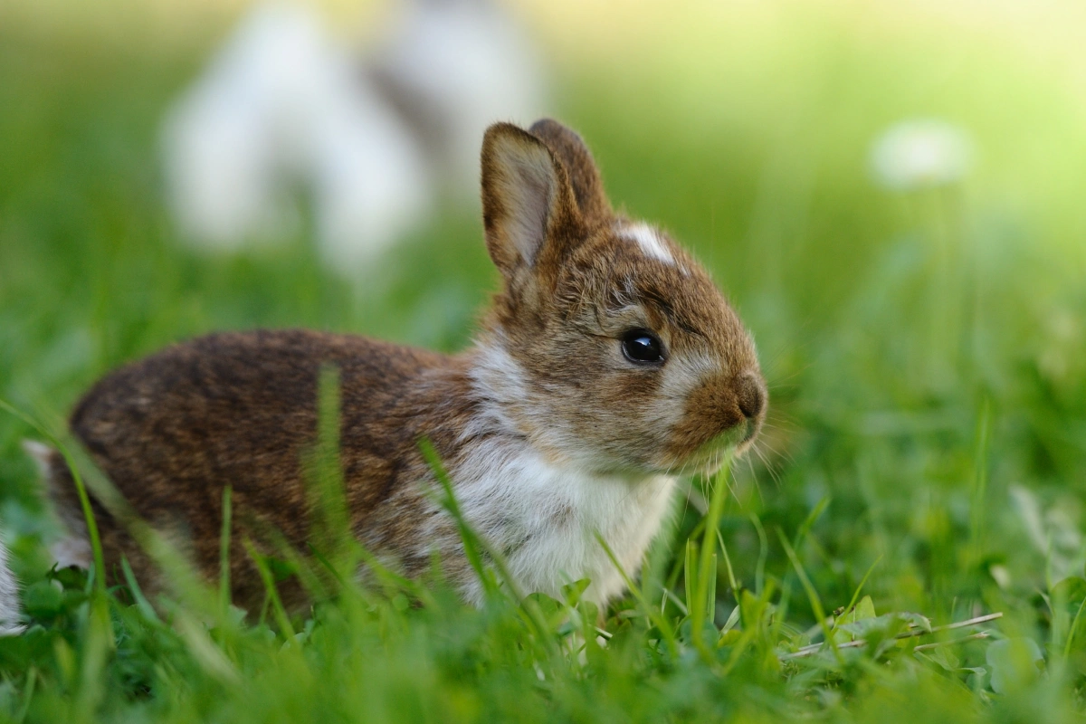 Ready for a Rabbit? Think Again!