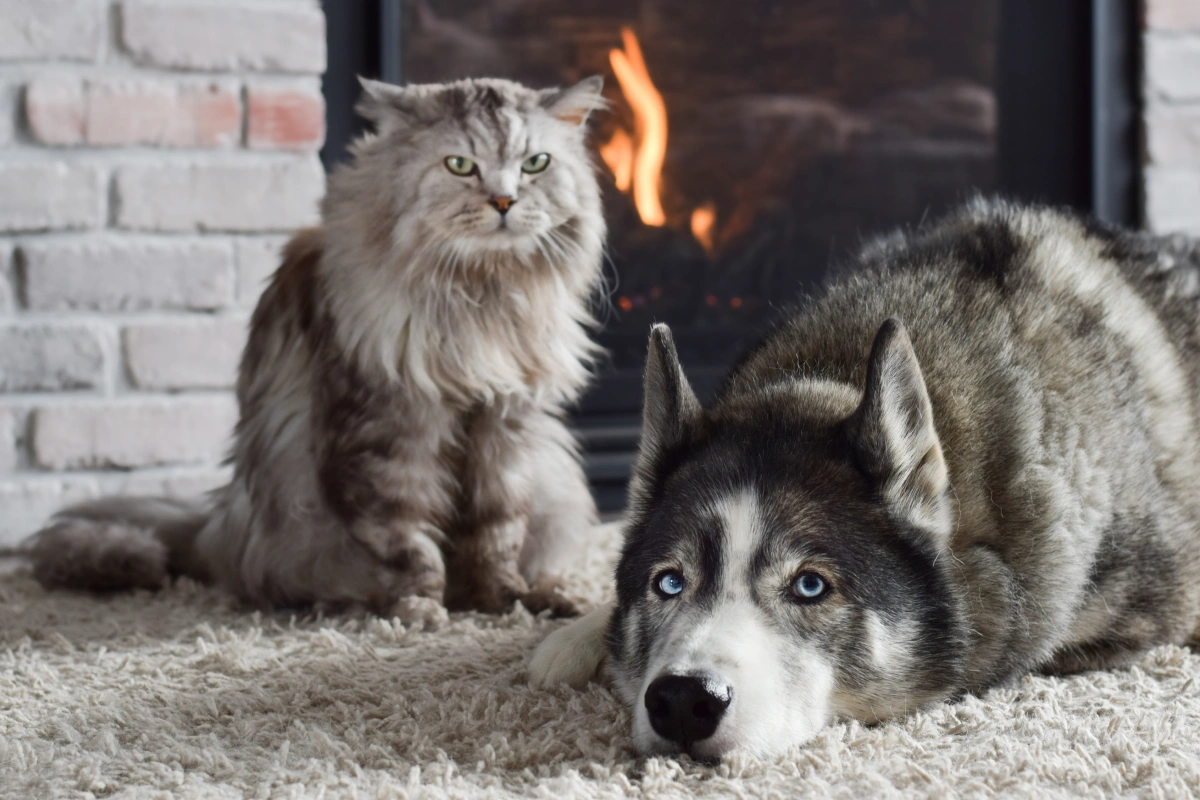 Ringworm in Cats and Dogs