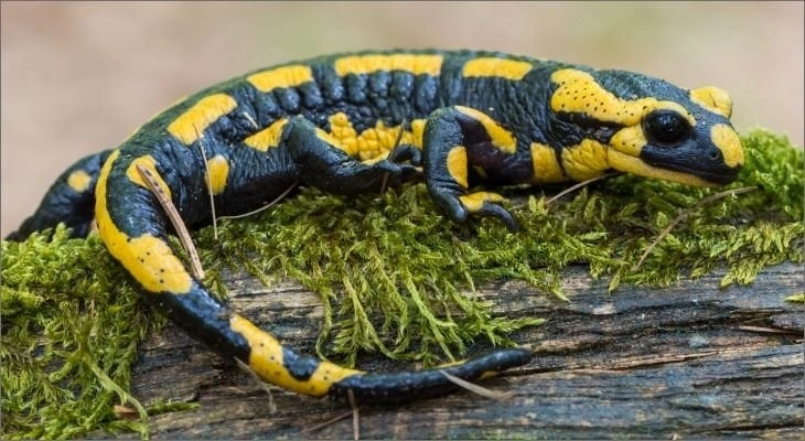 Salamanders