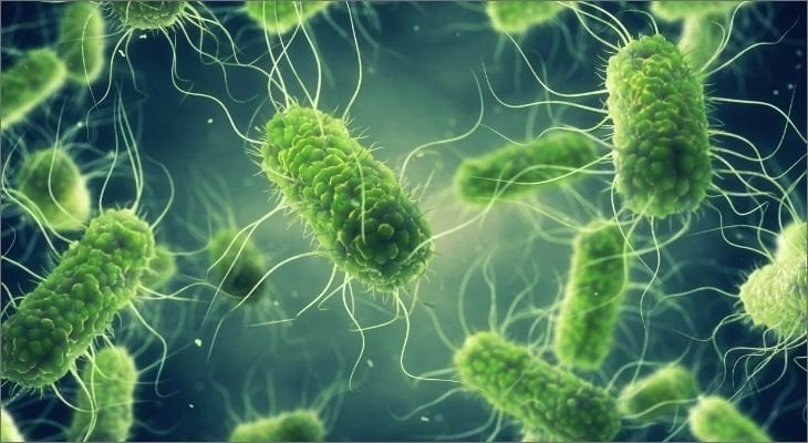 Salmonella