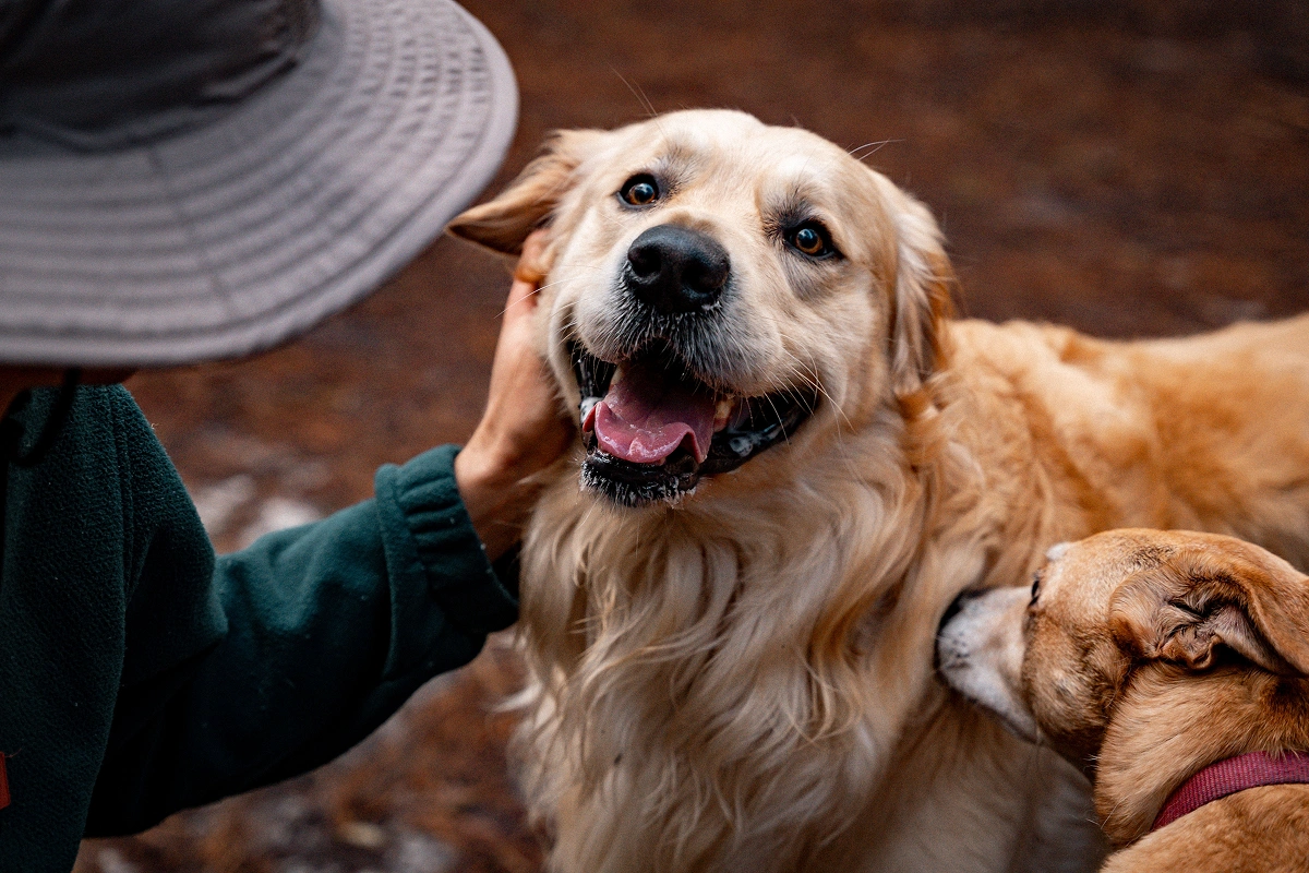 Saving On Pet Costs Doesn’t Mean Reducing Care