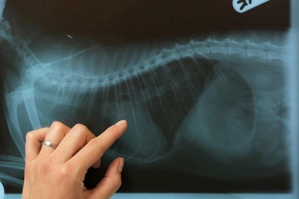 Strange Things in Pets’ Stomachs