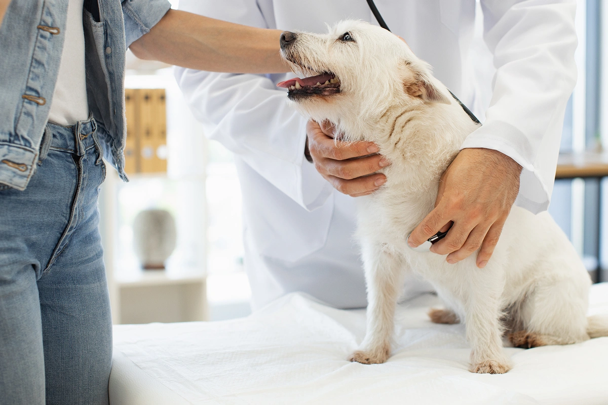 The Canine Genome and DNA Testing
