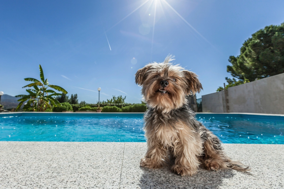 The Do’s and Don’ts of Pet Summer Safety