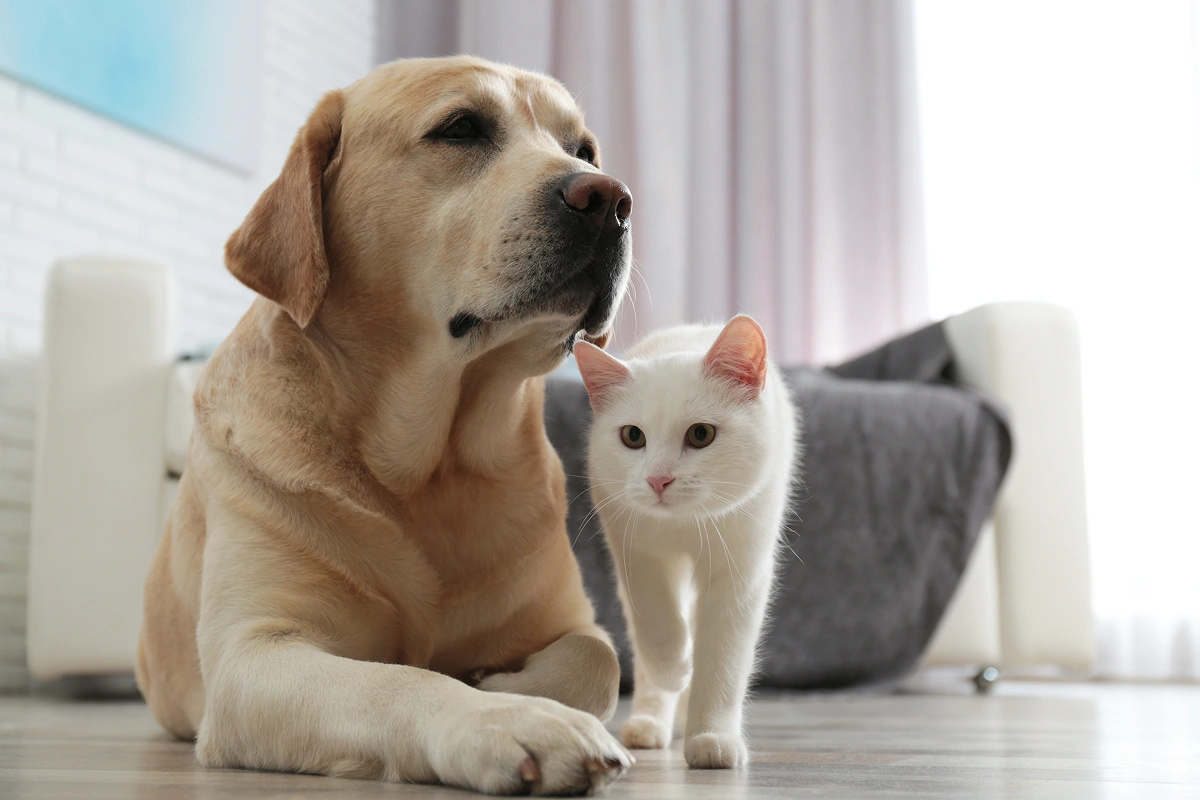 The Pet Economy