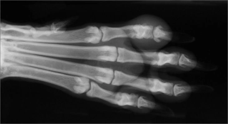 The Veterinary Approach