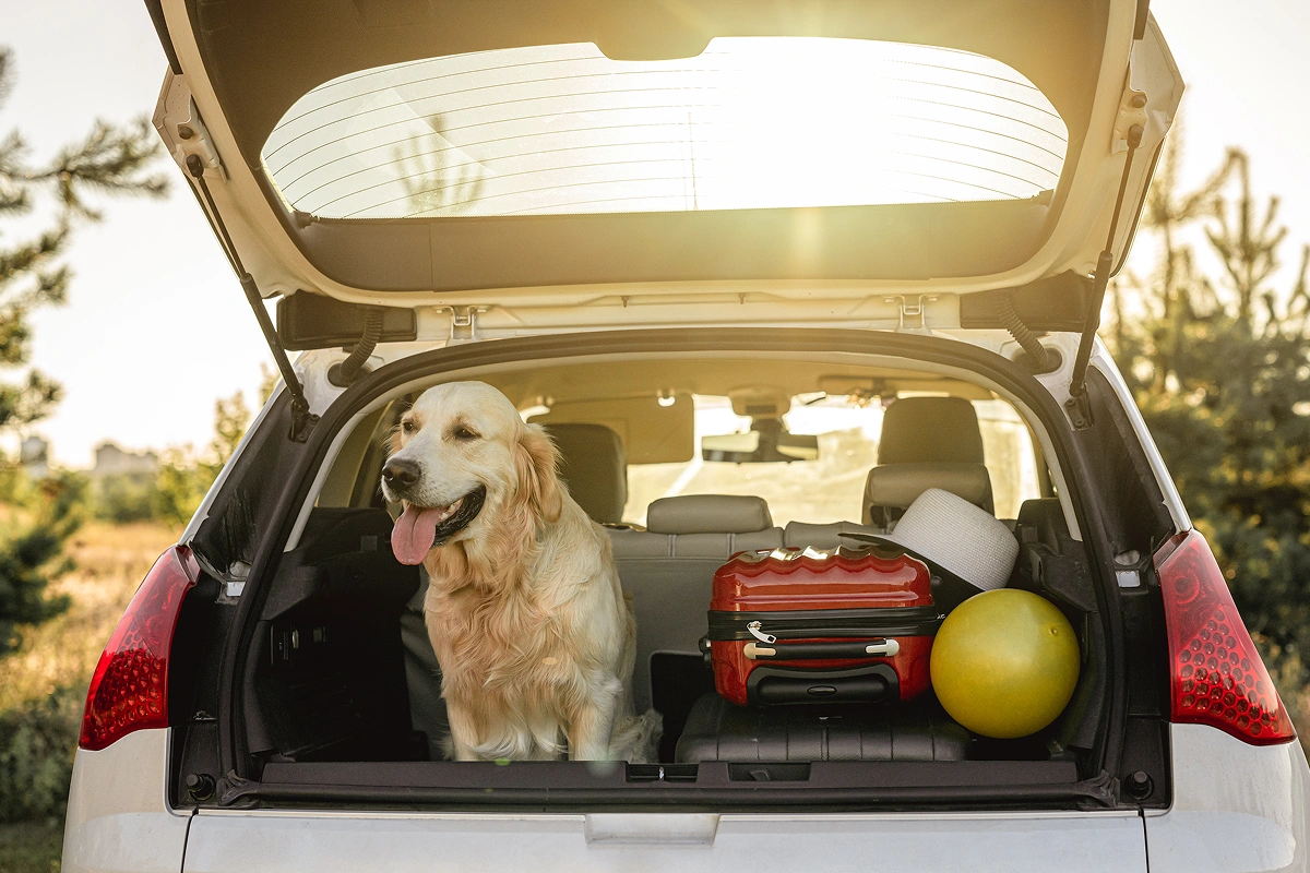Traveling with Your Pet