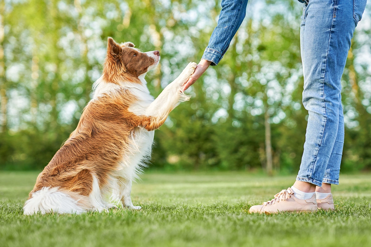 Understanding Pet Behavior