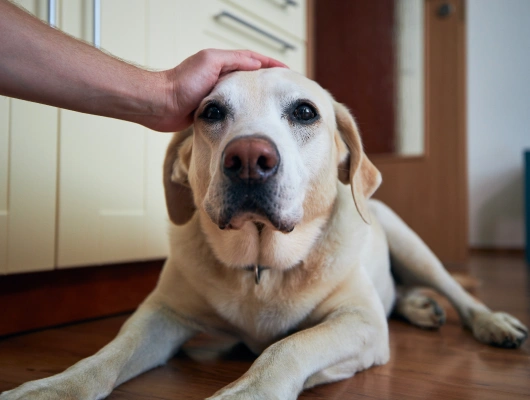 Urgent Care for Pets