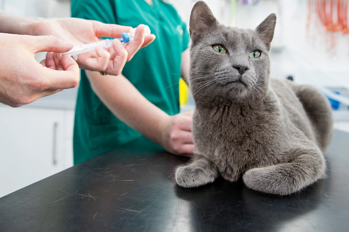Vaccine Reactions in Pets