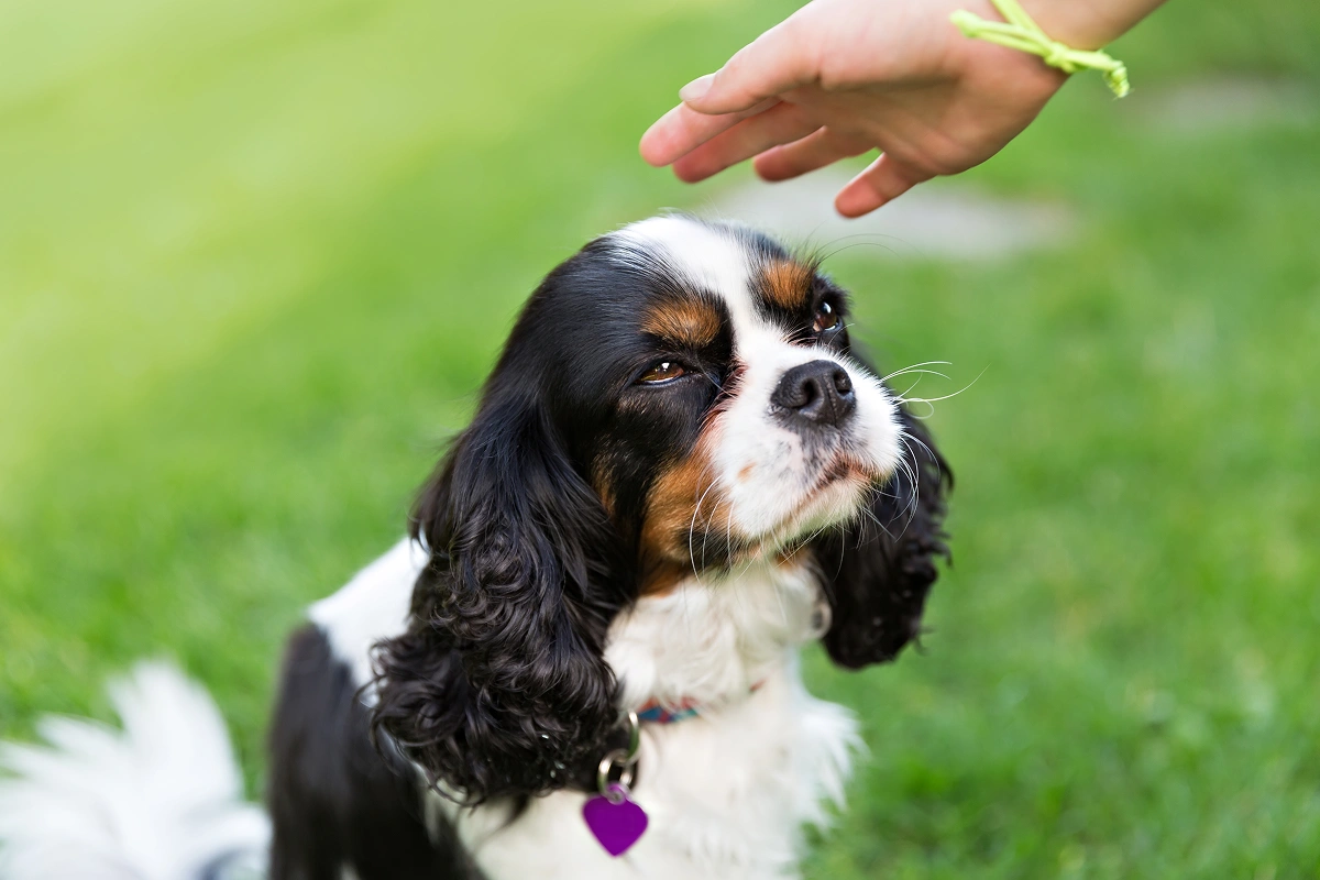 Vet Care Doesn’t Have to Break the Bank; Pet Insurance