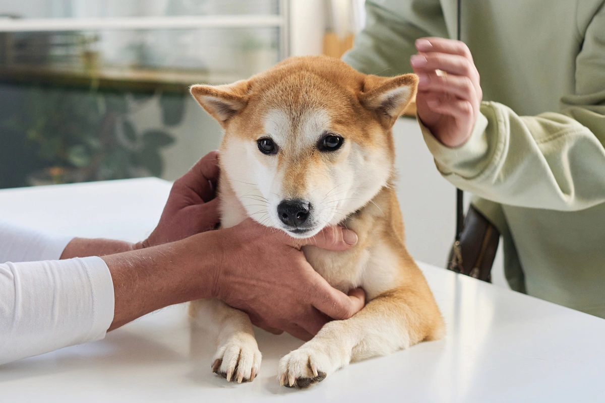 Veterinary Laser Therapy Eases A Pet’s Pain
