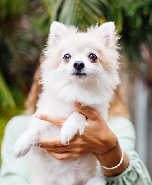 Wellness Care for Dogs and Cats