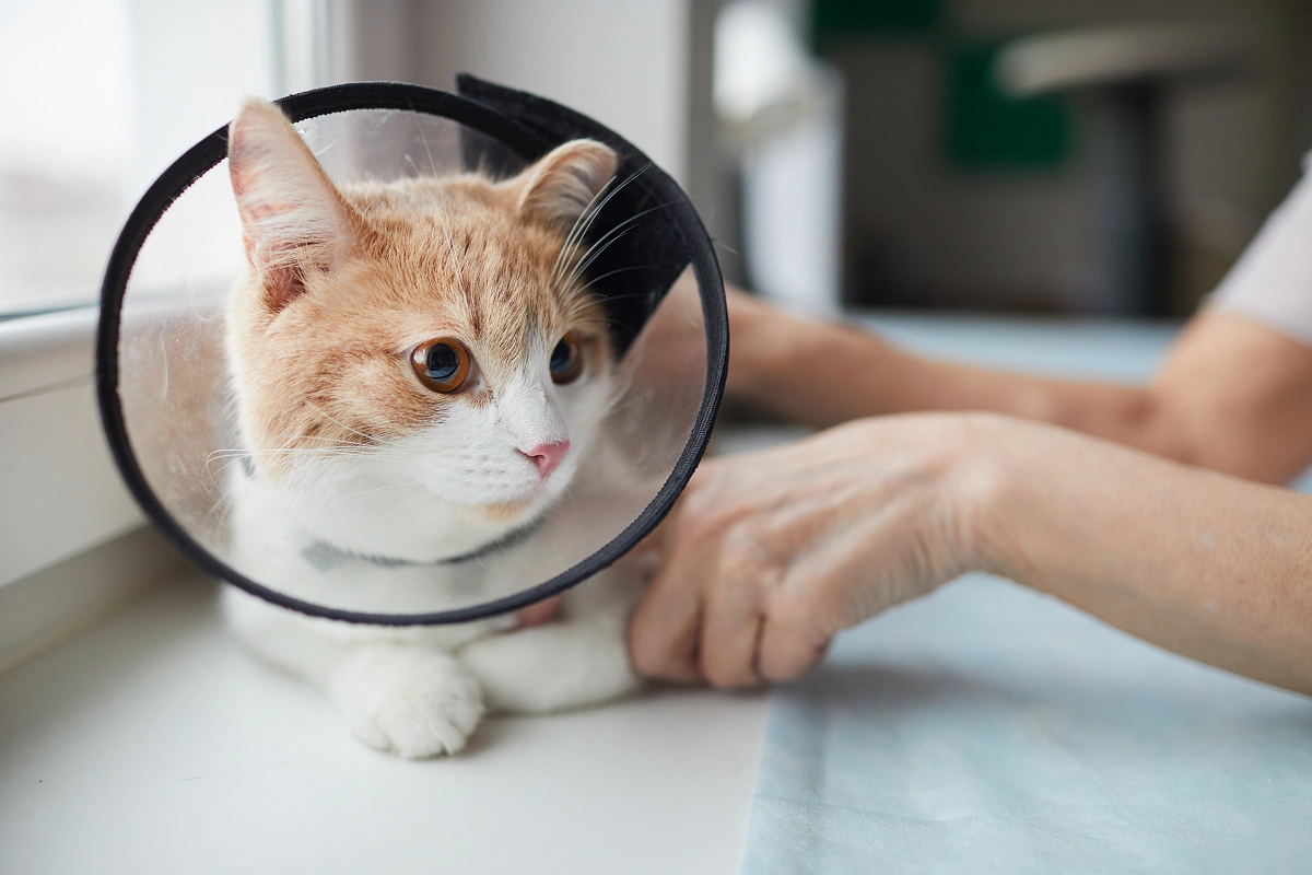 What Is a Spay?