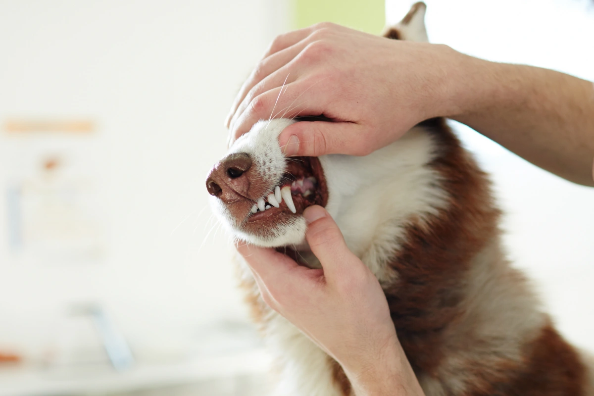 What You Need to Know About Rabies
