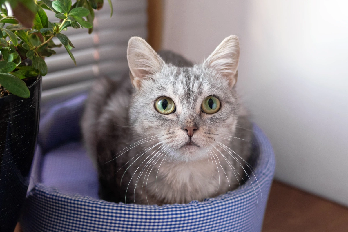 What Your Cat’s Eyes Can Tell You