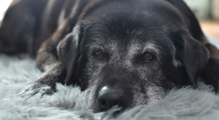 June Newsletter: The Best Foods to Keep Your Senior Pet Happy and Healthy