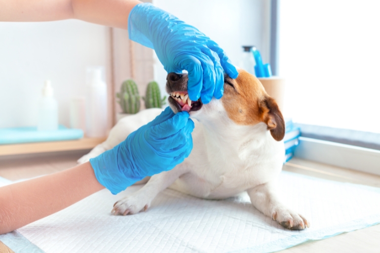 How Regular Dental Cleanings Can Improve Your Pet’s Overall Health